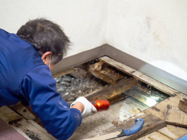 Certified Mold Removal in Harlan, IN