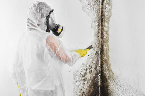Best Certified Mold Removal  in Harlan, IN