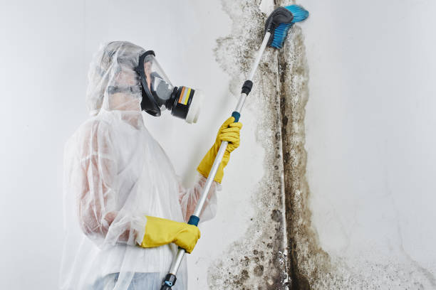 Professional Mold Removal in Harlan, IN