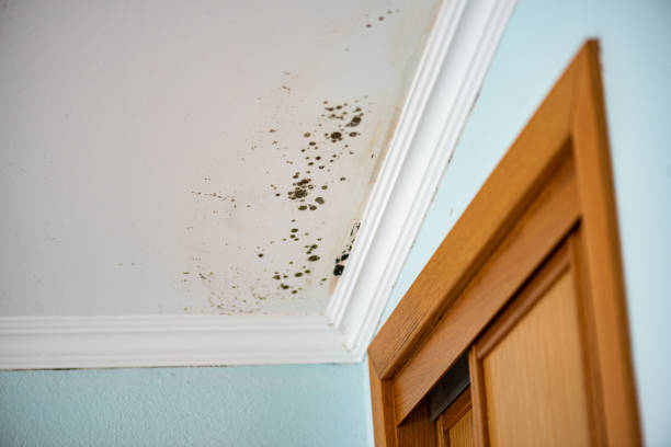 Best Mold Cleaning Services  in Harlan, IN