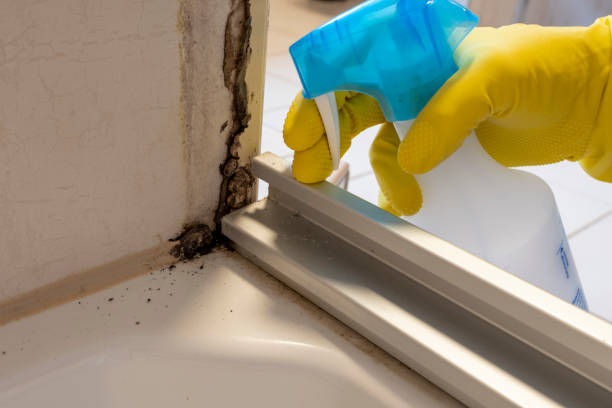 Best Black Mold Removal  in Harlan, IN