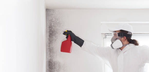 Best Emergency Mold Removal  in Harlan, IN