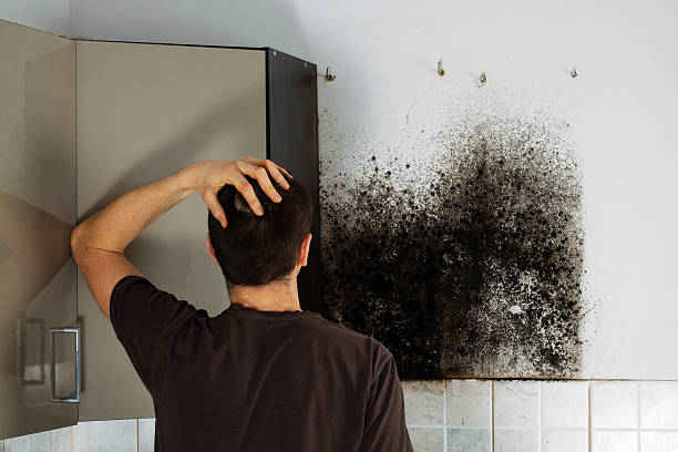 Best Mold Removal and Inspection  in Harlan, IN